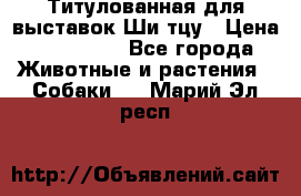 Титулованная для выставок Ши-тцу › Цена ­ 100 000 - Все города Животные и растения » Собаки   . Марий Эл респ.